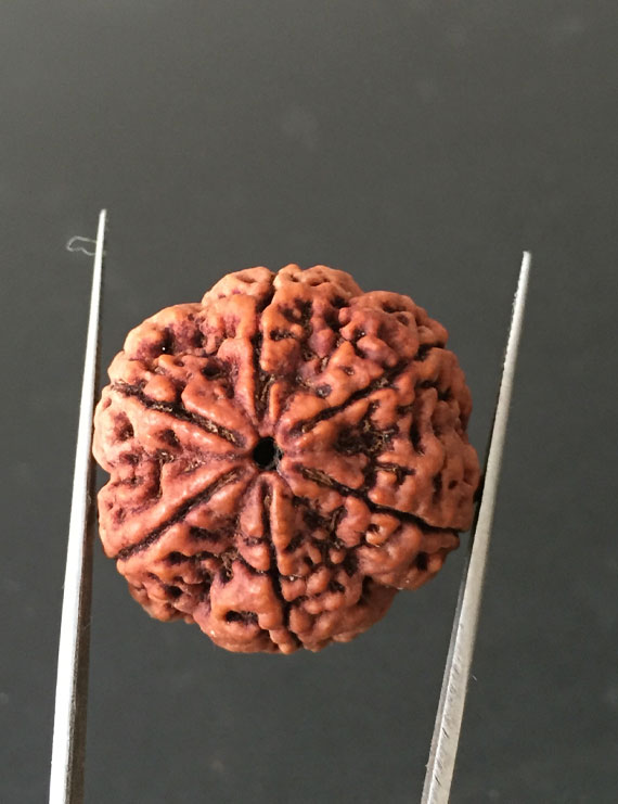 6 Mukhi Nepali Certified Rudraksha Size- 29.00mm